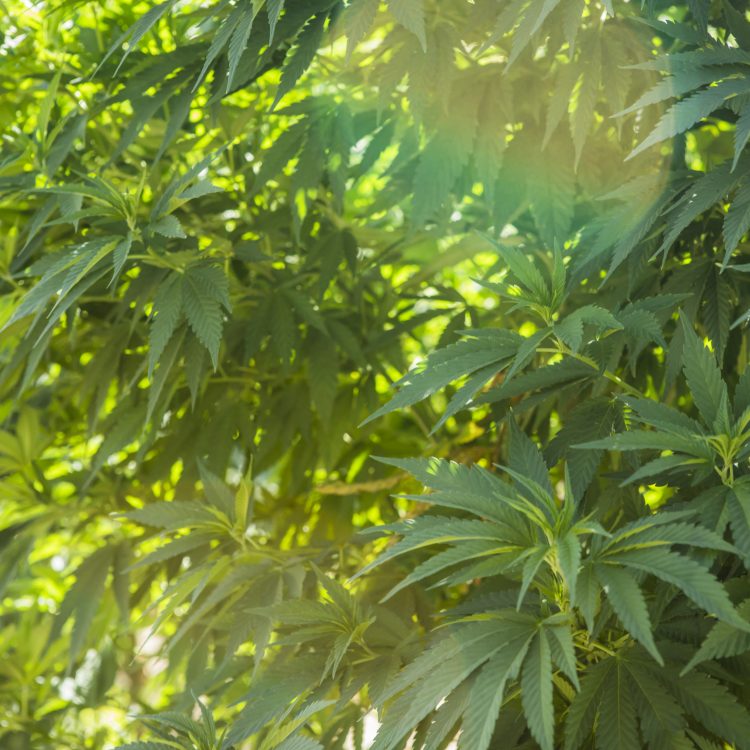 Cannabis Plants in Sunlight