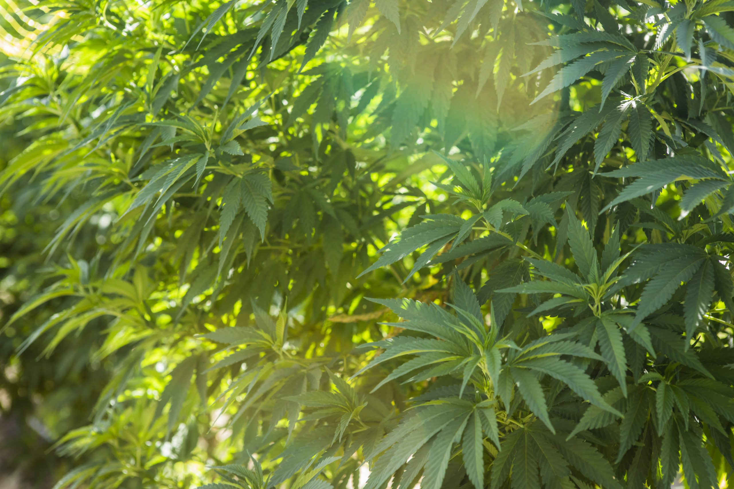 Cannabis Plants in Sunlight